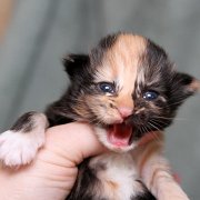 Vilya, 10 days