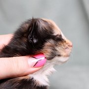 Vilya, 10 days