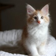 Valandur, 12 weeks