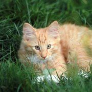 Valinor, 12 weeks