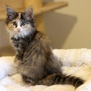 Vanir, 12 weeks