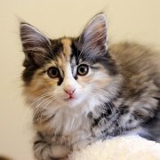 Vanir, 12 weeks