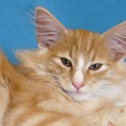 Vigo Boffin, 12 weeks - Picture : © Denebola's