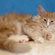 Vigo Boffin, 12 weeks - Picture : © Denebola's
