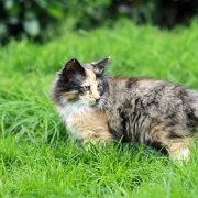 Vilya, 12 weeks