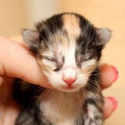 Vanir, 1 day