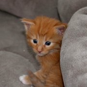 Valinor, 3 weeks