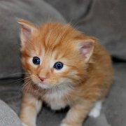 Valinor, 3 weeks