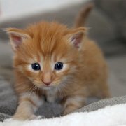 Valinor, 3 weeks