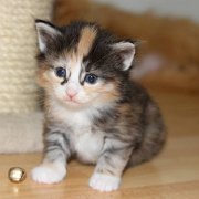 Vanir, 3 weeks