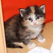 Vanir, 3 weeks