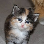 Vanir, 3 weeks