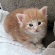 Vigo Boffin, 3 weeks