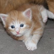 Vigo Boffin, 3 weeks