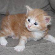 Vigo Boffin, 3 weeks
