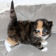 Vilya, 3 weeks