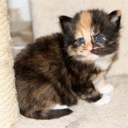 Vilya, 3 weeks