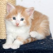 Valandur, 3 weeks