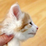 Valandur, 3 weeks