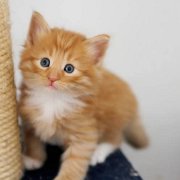Valinor, 3 weeks