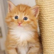 Valinor, 3 weeks