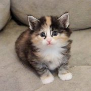 Vanir, 3 weeks