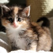 Vanir, 3 weeks