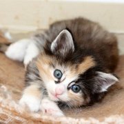 Vanir, 3 weeks