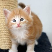Vigo Boffin, 3 weeks
