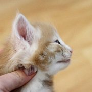 Vigo Boffin, 3 weeks