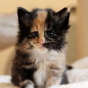 Vilya, 3 weeks