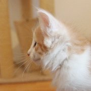 Valandur, 6 weeks