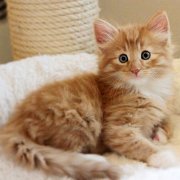 Valinor, 6 weeks