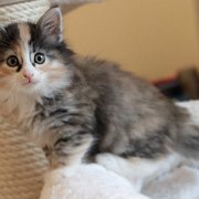 Vanir, 6 weeks