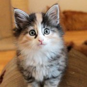 Vanir, 6 weeks