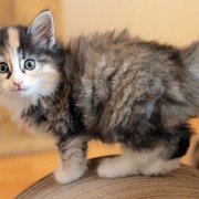 Vanir, 6 weeks
