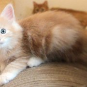 Vigo Boffin, 6 weeks
