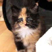 Vilya, 6 weeks
