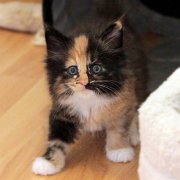 Vilya, 6 weeks