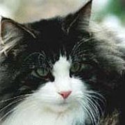 Gandalf