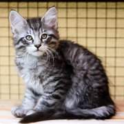 Venus, 11 weeks 