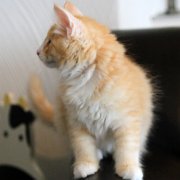 Virgil, 11 weeks 