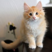 Virgil, 11 weeks 