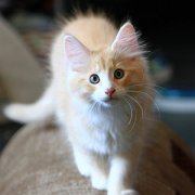 Virgil, 11 weeks 