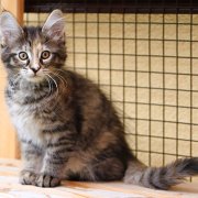 Wendy, 11 weeks 
