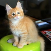 Willow, 11 weeks 