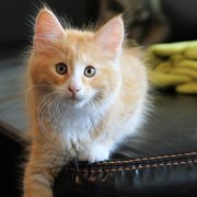 Wottan, 11 weeks 