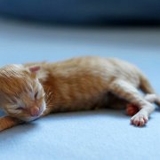 Willow, 1 day