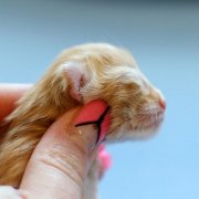 Willow, 1 day