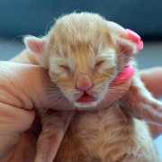 Willow, 1 day